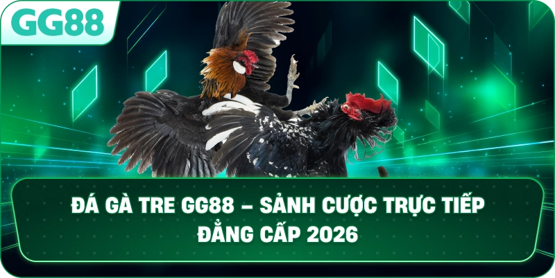 ĐÁ GÀ TRE GG88 – SÂN CHƠI CÁ CƯỢC TRỰC TIẾP KỊCH TÍNH VÀ UY TÍN